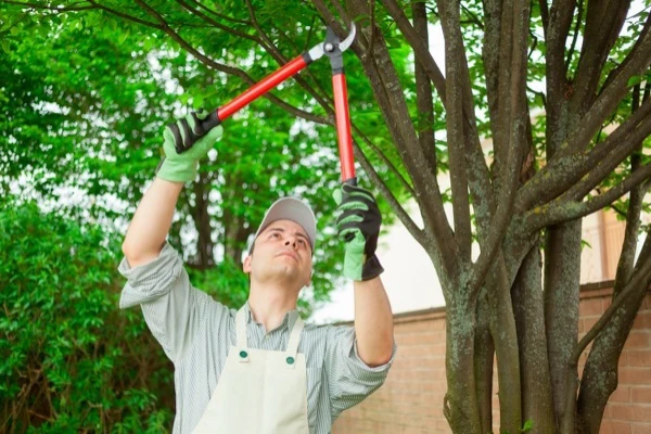 Tree Pruning