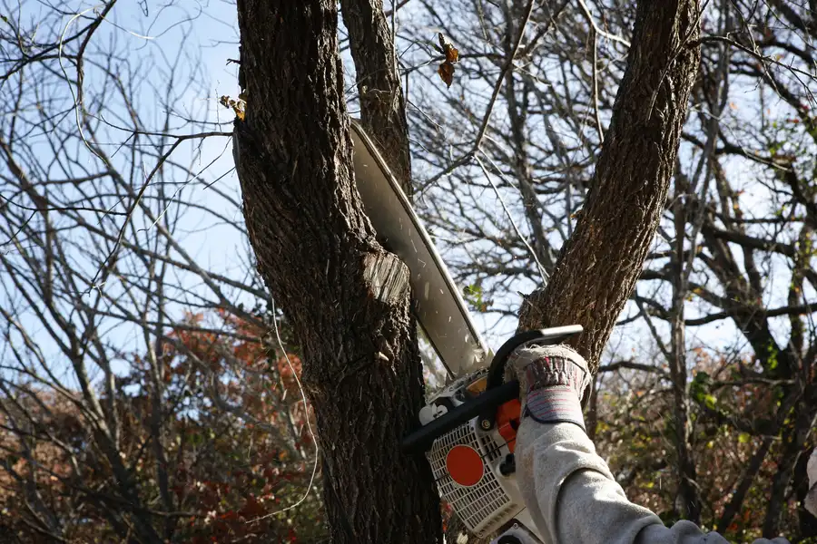 Common Reasons Homeowners Need Tree Removal Services Shelbyville, KY Common Reasons Homeowners Need Tree Removal Services Shelbyville, KY