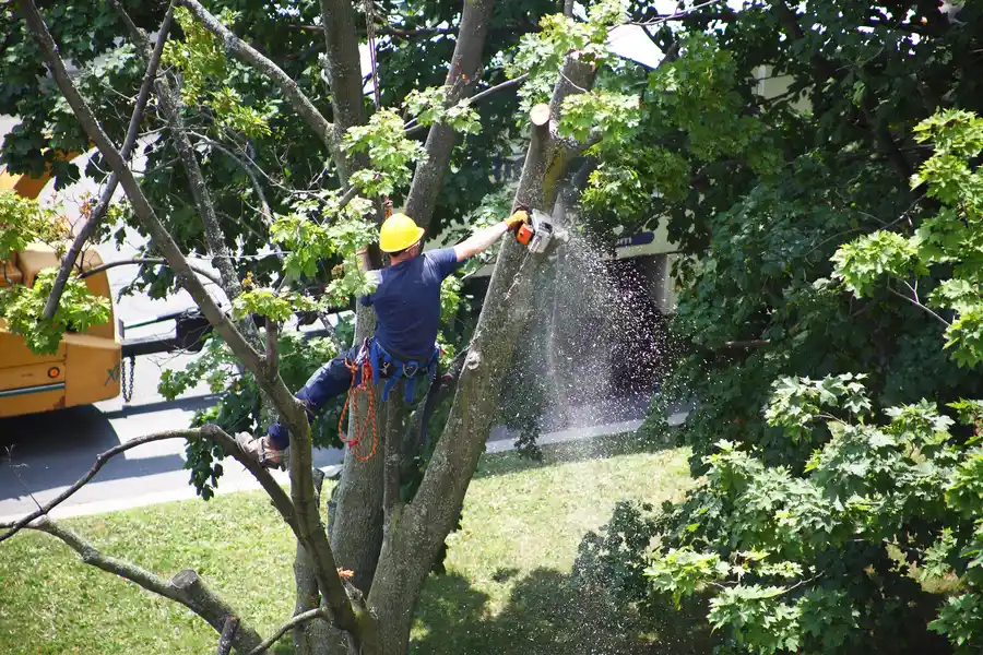 Common Reasons Homeowners Need Tree Removal Services in Shelbyville, KY Common Reasons Homeowners Need Tree Removal Services in Shelbyville, KY