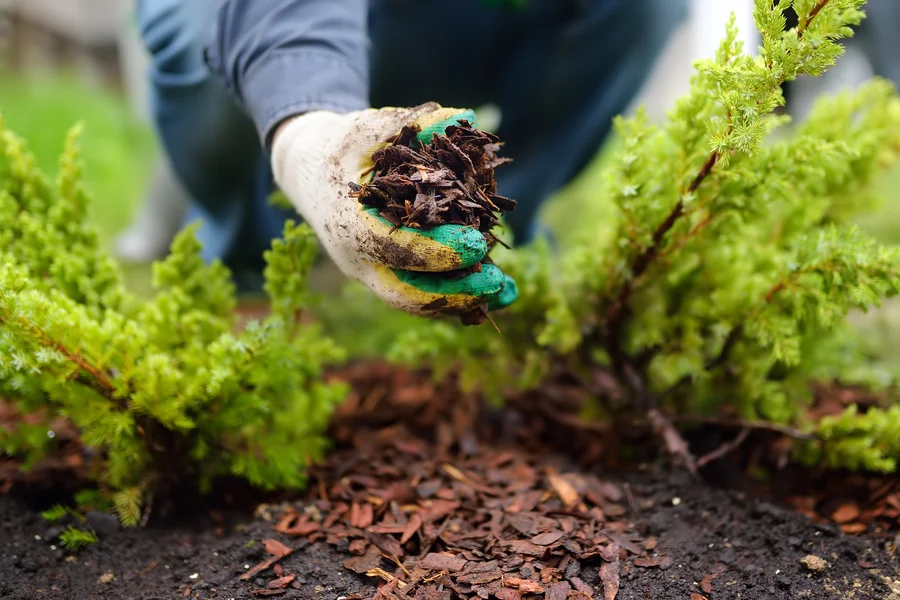 How Mulching Prevents Soil Erosion And Protects Tree Roots in Shelbyville, KY How Mulching Prevents Soil Erosion And Protects Tree Roots in Shelbyville, KY