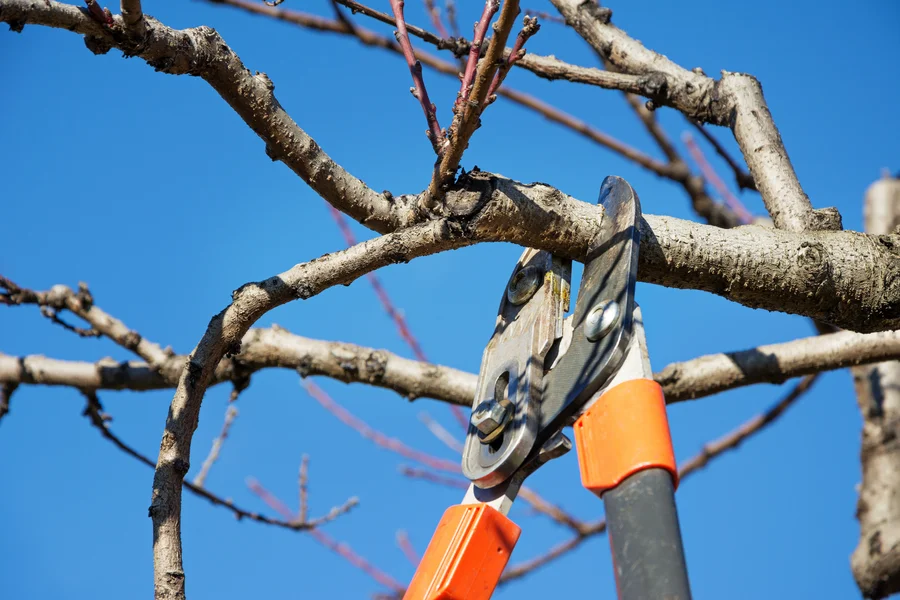 How Tree Pruning Can Prevent Damage From Storms And Wind Shelbyville, KY