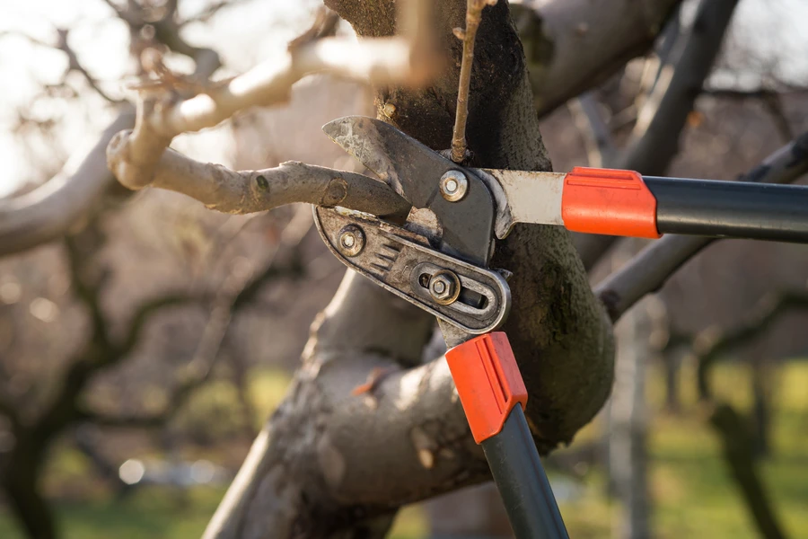 How Tree Pruning Can Prevent Damage From Storms And Wind in Shelbyville, KY
