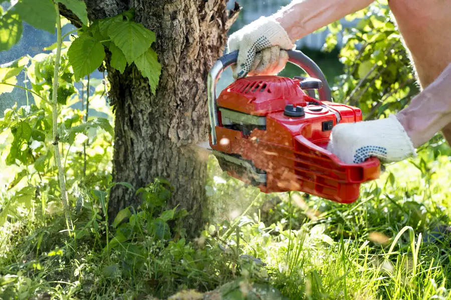 How Tree Removal Protects Your Home And Landscape in Shelbyville, KY How Tree Removal Protects Your Home And Landscape in Shelbyville, KY