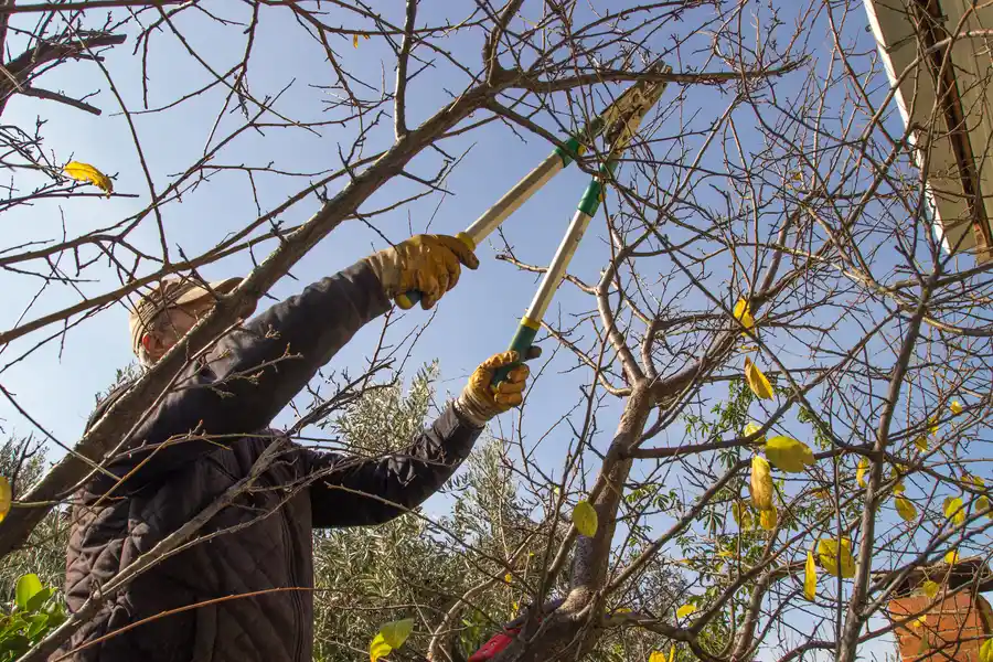 How Tree Trimming Promotes Healthy Growth And Tree Shape Shelbyville, KY How Tree Trimming Promotes Healthy Growth And Tree Shape Shelbyville, KY