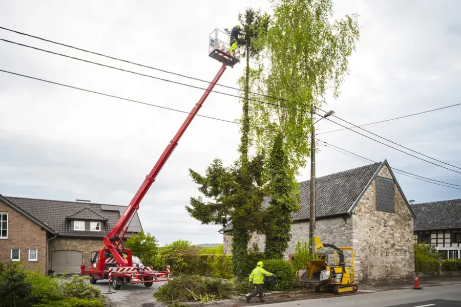 How Tree Trimming Promotes Healthy Growth And Tree Shape in Shelbyville, KY How Tree Trimming Promotes Healthy Growth And Tree Shape in Shelbyville, KY