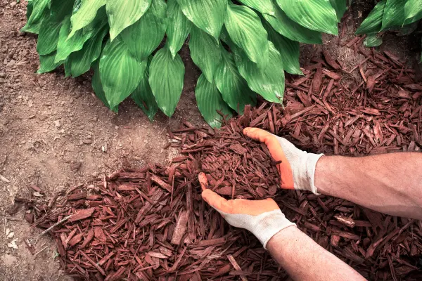 The Role Of Mulching In Conserving Soil Moisture For Trees Shelbyville, KY The Role Of Mulching In Conserving Soil Moisture For Trees Shelbyville, KY