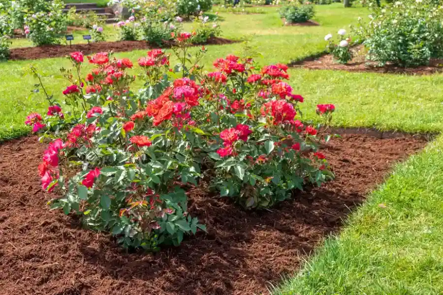 The Role Of Mulching In Conserving Soil Moisture For Trees in Shelbyville, KY The Role Of Mulching In Conserving Soil Moisture For Trees in Shelbyville, KY