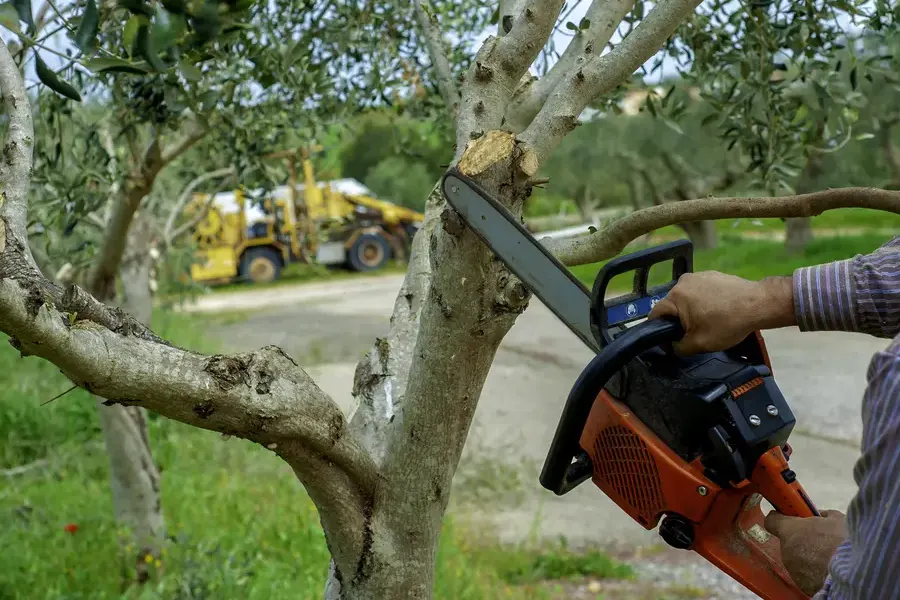 The Role Of Tree Trimming In Protecting Property And Structures Shelbyville, KY The Role Of Tree Trimming In Protecting Property And Structures Shelbyville, KY