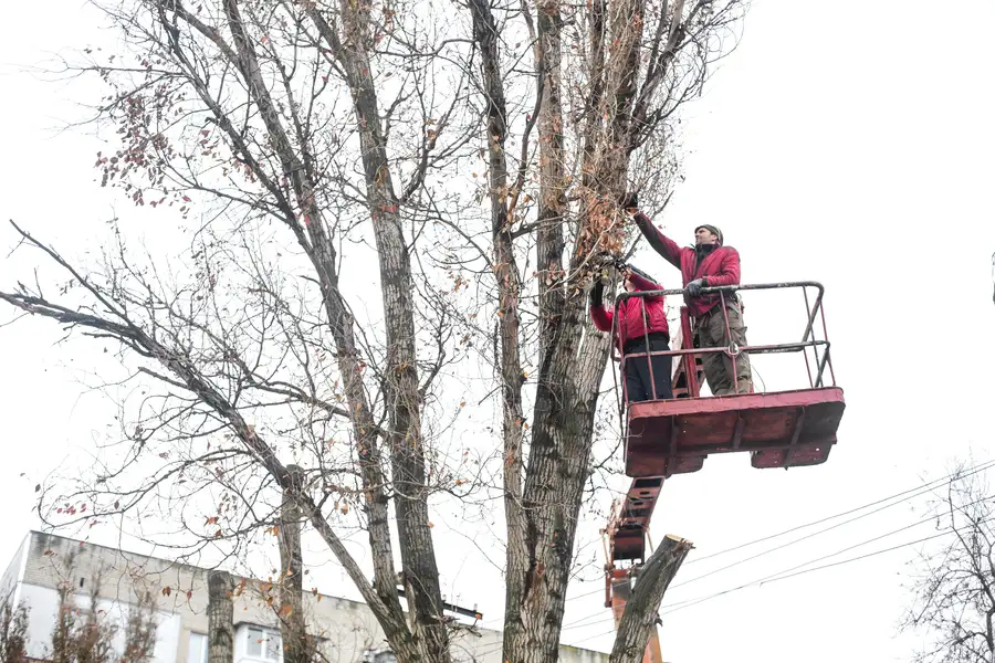 The Role Of Tree Trimming In Protecting Property And Structures in Shelbyville, KY The Role Of Tree Trimming In Protecting Property And Structures in Shelbyville, KY