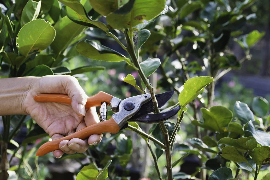 When To Prune Your Trees For Optimal Growth And Longevity Shelbyville, KY