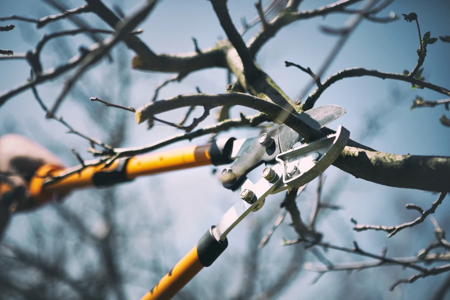 When To Prune Your Trees For Optimal Growth And Longevity in Shelbyville, KY